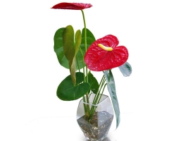 Tên sản phẩm